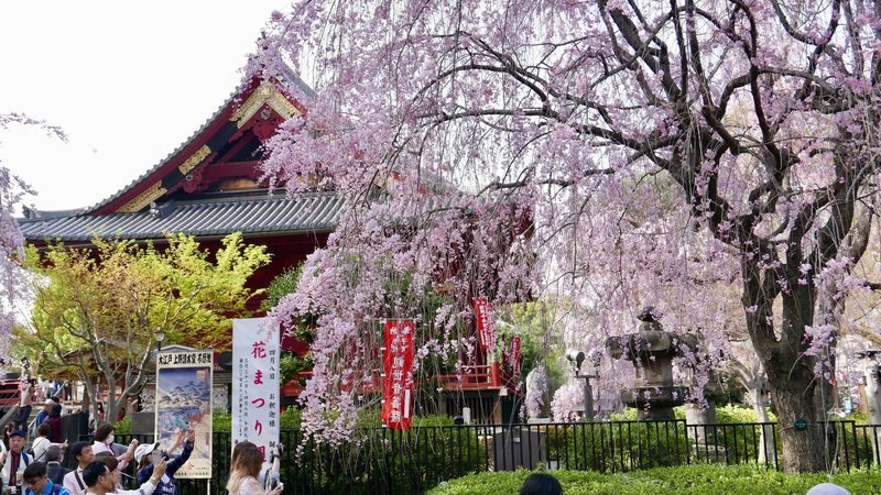 Ueno Park & Ameyoko Shopping Street Half-day Walking & Guided Tour - The guide can make the history stick