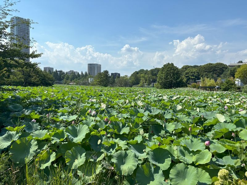 Ueno Park & Ameyoko Shopping Street Half-day Walking & Guided Tour - Should you book it?
