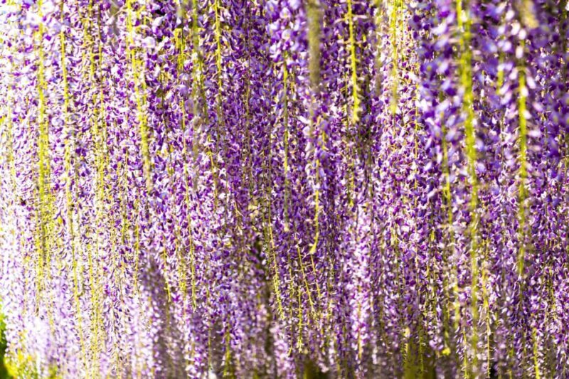 Uji's Romance: Byodo-in, Tea and the Legacy of Genji's Tales - Final Thoughts