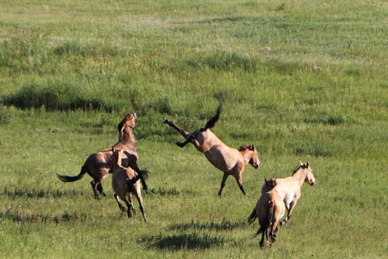 Ulaanbaatar: Mongol Nomadic Show & Wild Horse Watching Day - FAQ