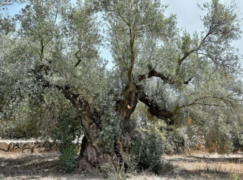 Ulldecona: Guided Tour of the Millenary Olive Trees of Arión - An In-Depth Look at the Arión Olive Tree Tour