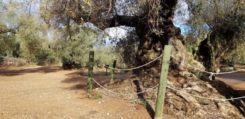 Ulldecona: Guided Tour of the Millenary Olive Trees of Arión - FAQ: Frequently Asked Questions