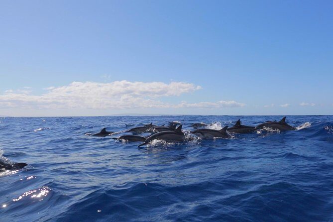 Ultimate 4 Hour Lanai Snorkel and Dolphin Encounter - The Sum Up: Who Is This Tour Best For?
