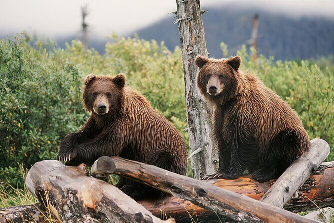 Ultimate Anchorage and Turnagain Arm Private Full Day Tour - Scenic Drive and Natural Wonders
