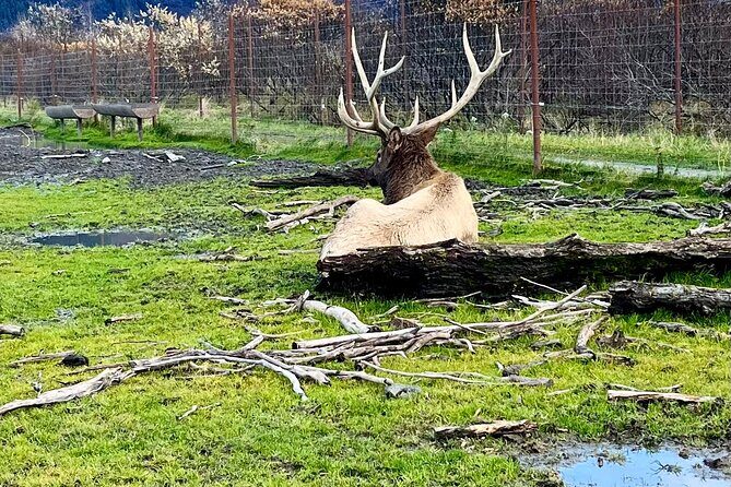 Ultimate Anchorage Summer Wildlife Tour - Key Points