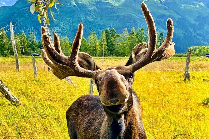 Ultimate Anchorage Summer Wildlife Tour - Detailed Breakdown of the Itinerary