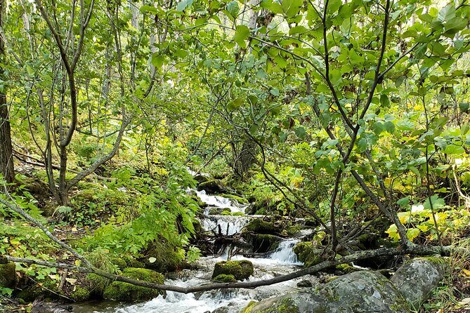 Ultimate Anchorage Summer Wildlife Tour - The Sum Up