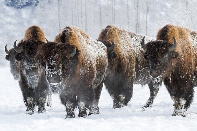Ultimate Anchorage Winter Wildlife & Sunset Tour - Why This Tour Delivers Value