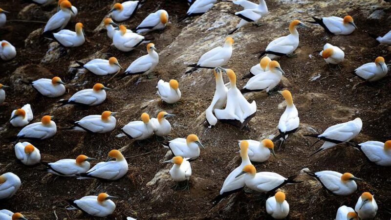 Ultimate Auckland Experience Full Day Tour with Lunch - A Deep Dive into the Full-Day Auckland Tour