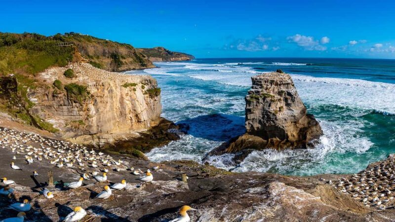 Ultimate Auckland Experience Full Day Tour with Lunch - The Value of This Experience
