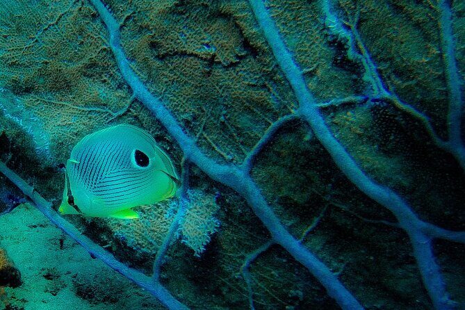 Ultimate Beginner Snorkeling Tour - An In-Depth Look at the Snorkeling Experience