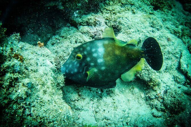 Ultimate Beginner Snorkeling Tour - Who Is This Tour Best For?