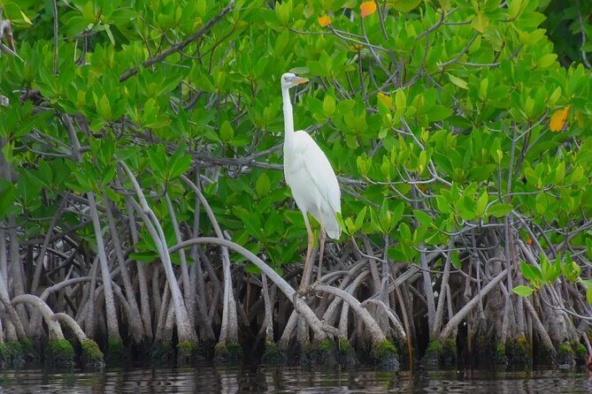 Ultimate Cancun Adventure: Speedboat & Snorkeling Tour! - Frequently Asked Questions