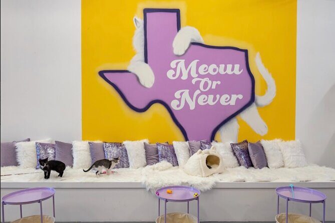 Ultimate cat experience at Austin's only cat cafe - Exploring the Ultimate Cat Experience at Purrfecto Cat Lounge