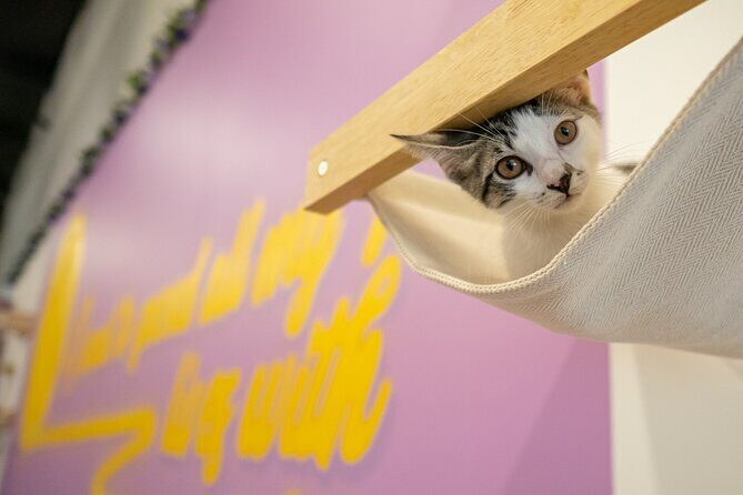 Ultimate cat experience at Austin's only cat cafe - FAQs