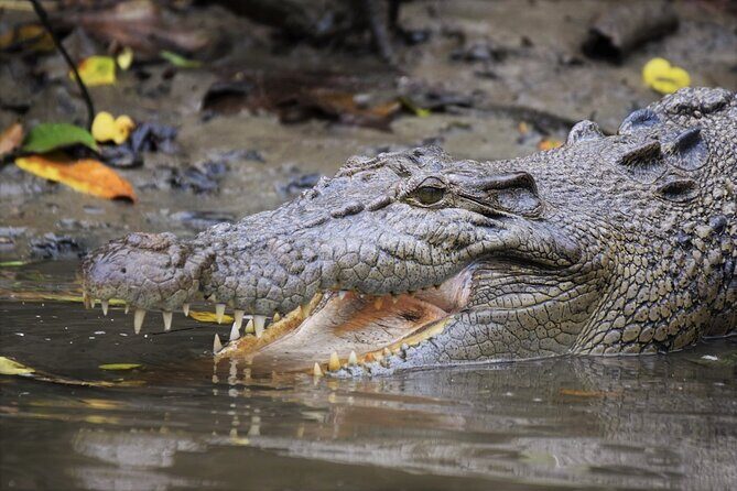 Ultimate Daintree Rainforest Wildlife Experience Cruise - A Closer Look at the Daintree Wildlife Cruise
