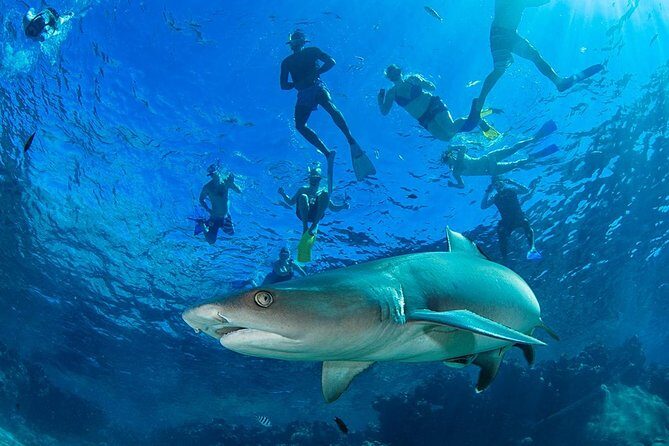 Ultimate Encounter Snorkel with Sharks in Fiji - Authentic Experiences from Travelers
