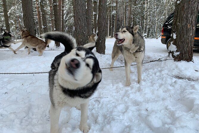 Ultimate Husky dog sledding experience in Latvia - Private tour from Riga - Who Would Love This Tour?