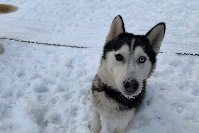 Ultimate Husky dog sledding experience in Latvia - Private tour from Riga - FAQs