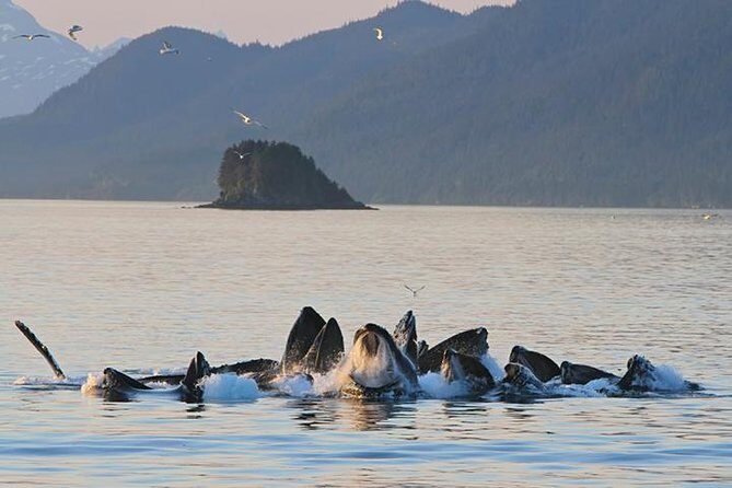 Ultimate Juneau Whale Watch Plus Mendenhall Glacier Photo Stop - Experience the Best of Juneau’s Wildlife and Glacier in a 3-Hour Tour