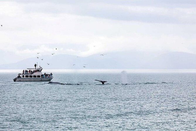 Ultimate Juneau Whale Watch Plus Mendenhall Glacier Photo Stop - Key Points