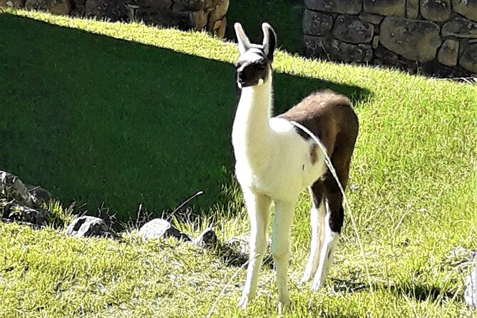 Ultimate Lares Trek & Inca Trail 5 days - Frequently Asked Questions