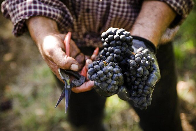 Ultimate Mornington Peninsula Food and Wine Small Group Tour - Key Points