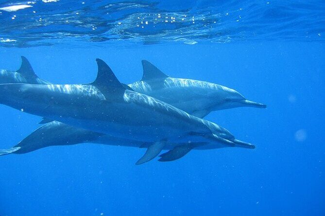 Ultimate Na Pali Coast Zodiac Boat Snorkeling and Sea Cave Tour - Key Points
