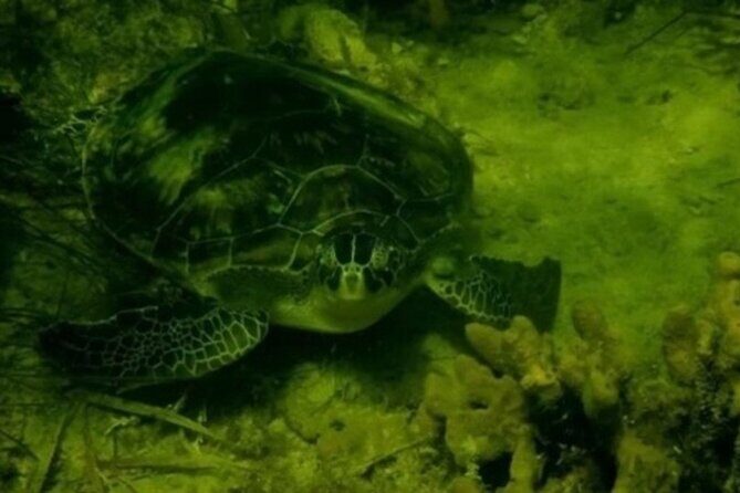 Ultimate Private Scalloping Adventure in Crystal River - Final Thoughts: Why Choose This Tour?