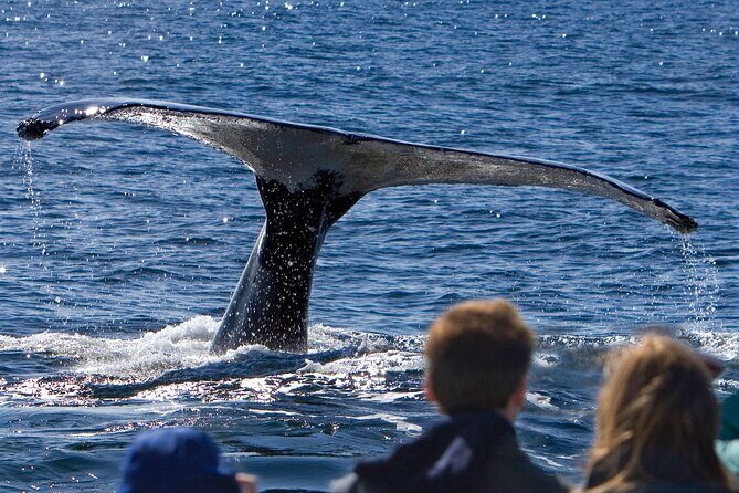 Ultimate Whale Watch and Tracy's Crab Shack Combo - Key Points