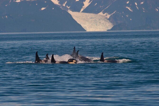 Ultimate Whale Watch and Tracy's Crab Shack Combo - An in-depth look at the Ultimate Whale Watch and Tracy’s Crab Shack Combo