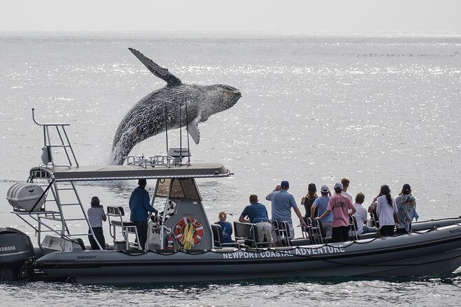 Ultimate Whale Watching Tour aboard the SuperRib: 24 People Max - A Closer Look at the Newport Beach Whale Watching Experience
