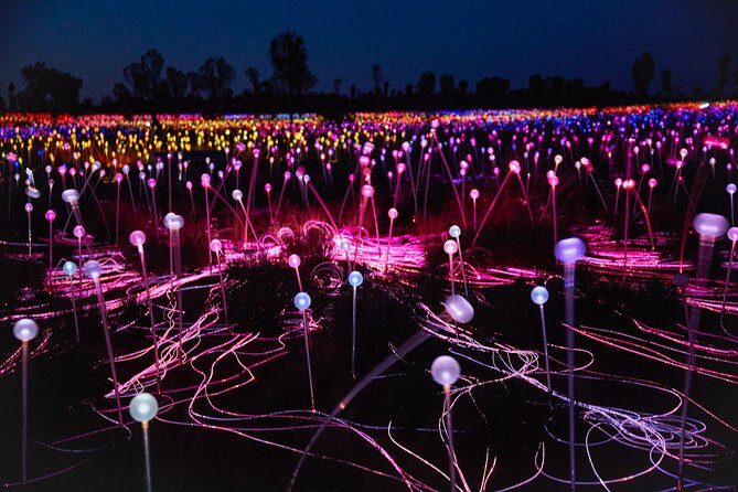 Uluru (Ayers Rock) Field of Light Sunrise Tour - Key Points