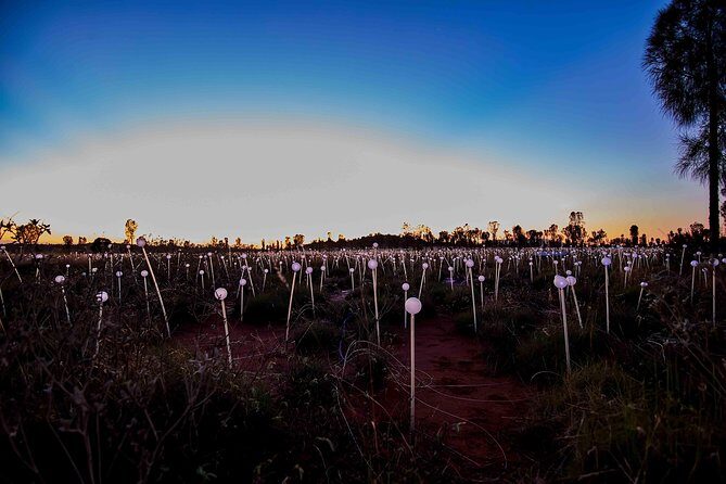 Uluru (Ayers Rock) Field of Light Sunrise Tour - FAQ