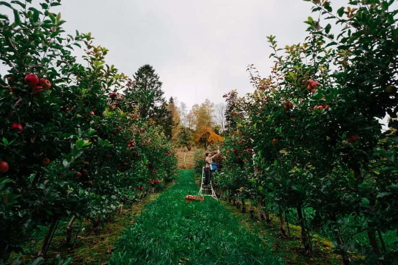 Ulvik: Cider Flight with 4 Types of Cider or Apple Juice - An In-Depth Look at Ulvik’s Unique Cider and Apple Juice Experience