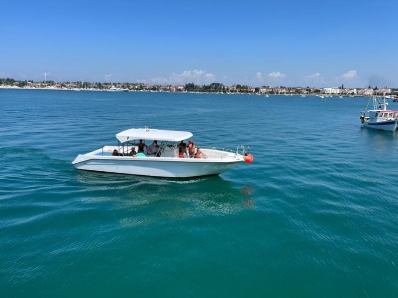 Umag: Dolphinwatching & sunset panorama tour - Wildlife Encounters