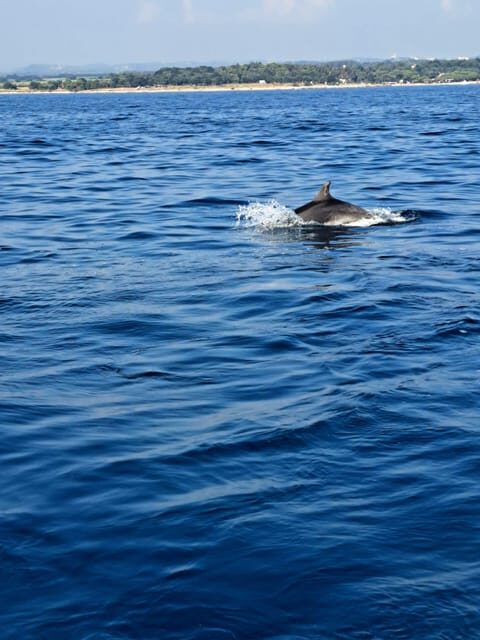 Umag: Dolphinwatching & sunset panorama tour - Value and Practical Details