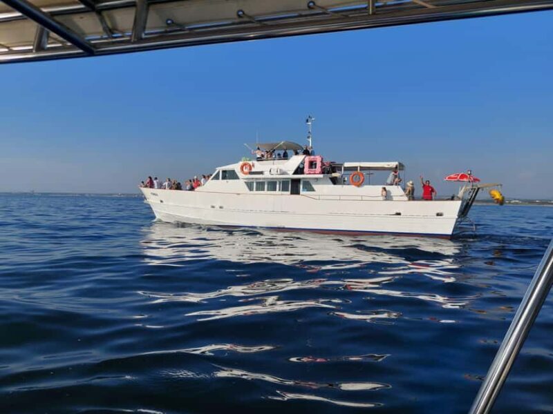 UMAG: Swimming&Panorama / Welcome Drink and Dolphin spotting - Real Traveler Experiences