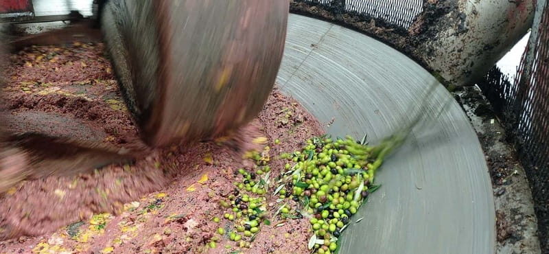 Umbria: guided tour to traditional oil mill + tasting - Final Thoughts: Why This Tour Stands Out