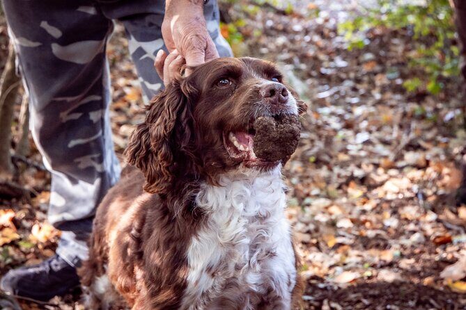 Umbria Truffle Hunting Experience with Brunch - Experience the Magic of Umbria Truffle Hunting with Brunch