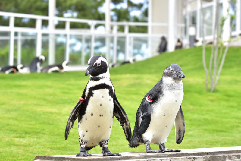 Uminonakamichi Marine World Admission Ticket in Fukuoka - What the visit is really like