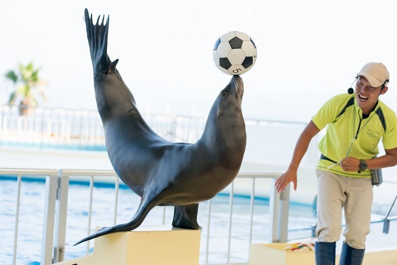 Uminonakamichi Marine World Admission Ticket in Fukuoka - Dolphin, sea lion, and penguin encounters