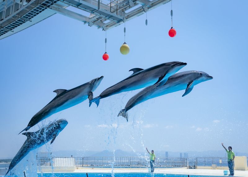 Uminonakamichi Marine World Admission Ticket in Fukuoka - Timing your route around the shows