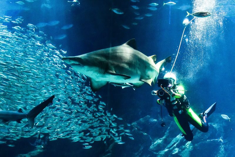 Uminonakamichi Marine World Admission Ticket in Fukuoka - Getting to Uminonakamichi