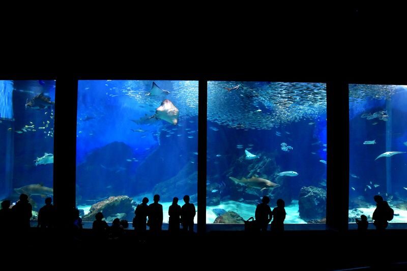Uminonakamichi Marine World Admission Ticket in Fukuoka - Is the ticket good value?
