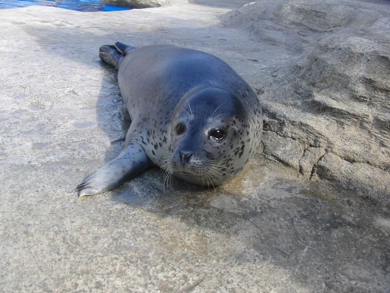 Uminonakamichi Marine World Admission Ticket in Fukuoka - Booking and entry details to get right