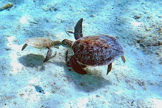 Underwater Guided Snorkeling Adventure in Bonaire - Frequently Asked Questions