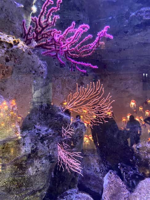 Underwater Paris: A Dreamy Dive into the Aquarium de Paris - A Practical Look at the Aquarium de Paris Experience