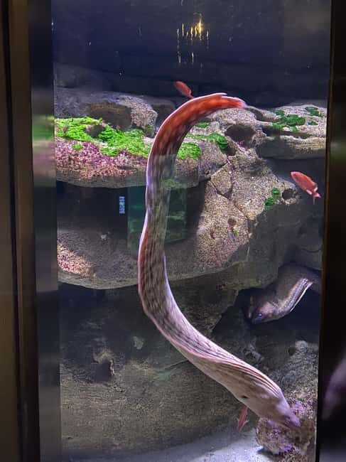 Underwater Paris: A Dreamy Dive into the Aquarium de Paris - Final Thoughts