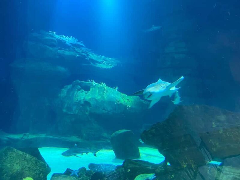 Underwater Paris: A Dreamy Dive into the Aquarium de Paris - FAQ